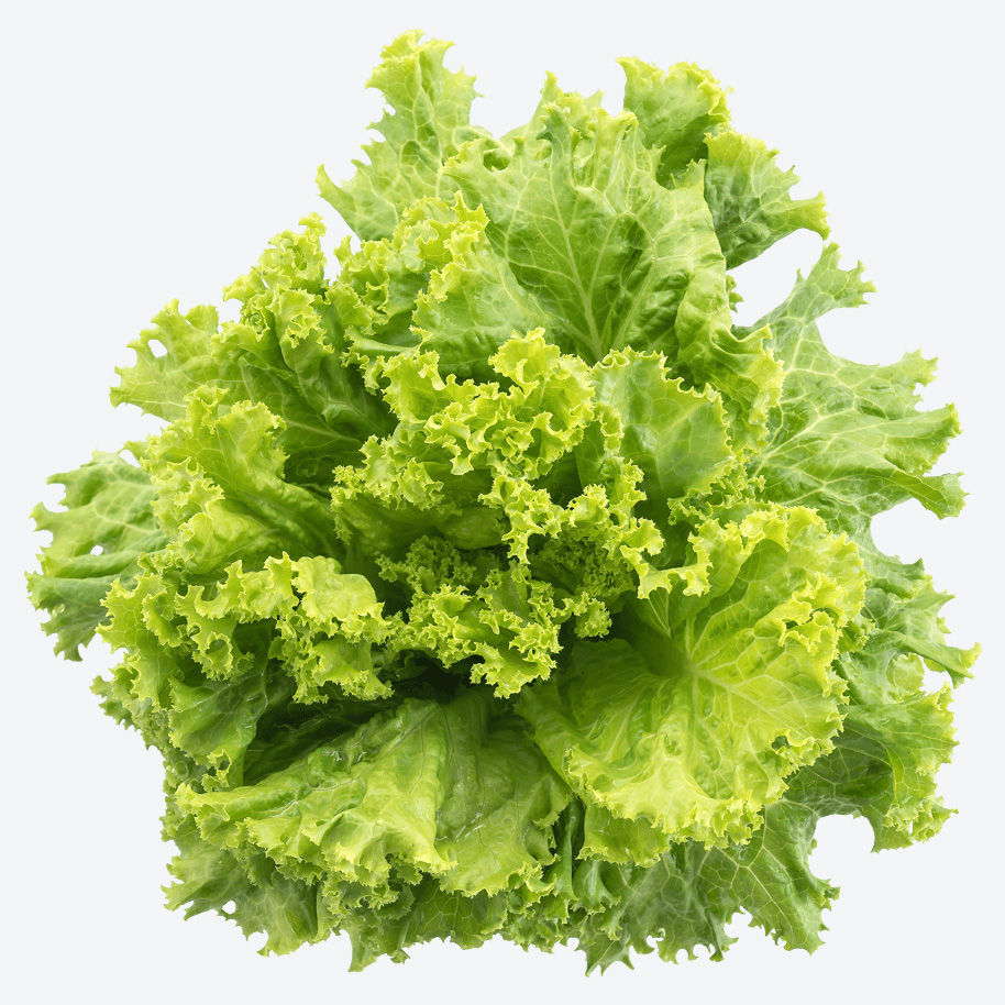 lettuce-leaves-02